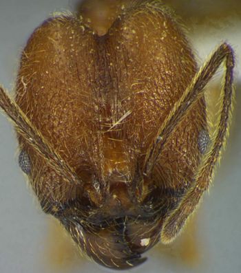 Media type: image;   Entomology 34257 Aspect: head frontal view